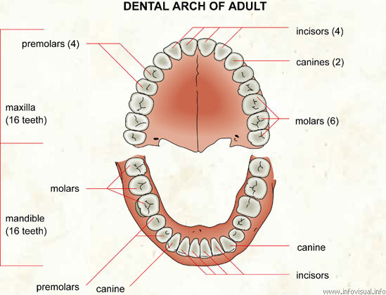 Dental arch